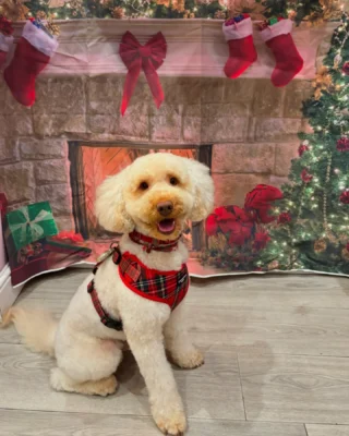 Astro all ready for Christmas and his 2nd birthday with a fresh groom thanks to @molliesmutts_se10 🥰

Keeping it Scottish with @cocopupuk 😍

#astrodog #pupsofinstagram #cocopupuk #cocopup #cockapoo #cockapoopuppy #cockapoolife #cockapoolove #puppygram #dogsofinstagram
