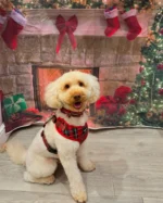 Astro all ready for Christmas and his 2nd birthday with a fresh groom thanks to @molliesmutts_se10 🥰

Keeping it Scottish with @cocopupuk 😍

#astrodog #pupsofinstagram #cocopupuk #cocopup #cockapoo #cockapoopuppy #cockapoolife #cockapoolove #puppygram #dogsofinstagram